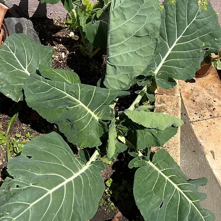 Mae Story Калдаш-да-Раинья