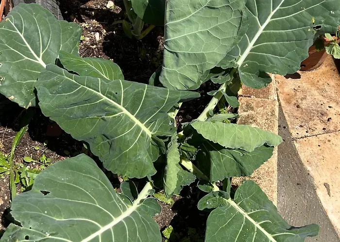 Mae Story Калдаш-да-Раинья